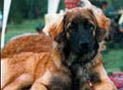 Maja