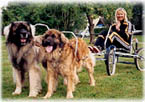 Merethe Dundee & Tiny