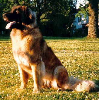 Dunja